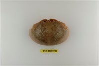 藏品(饅頭蟹)的圖片